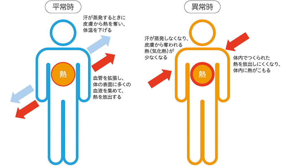 平常時：汗が蒸発するときに皮膚から熱を奪い、体温を下げる　血管を拡張し、体の表面に多くの血液を集めて、熱を放出する　異常時：汗が蒸発しなくなり、皮膚から奪われる熱（気化熱）が少なくなる　体内でつくられた熱を保守しにくくなり、体内に熱がこもる