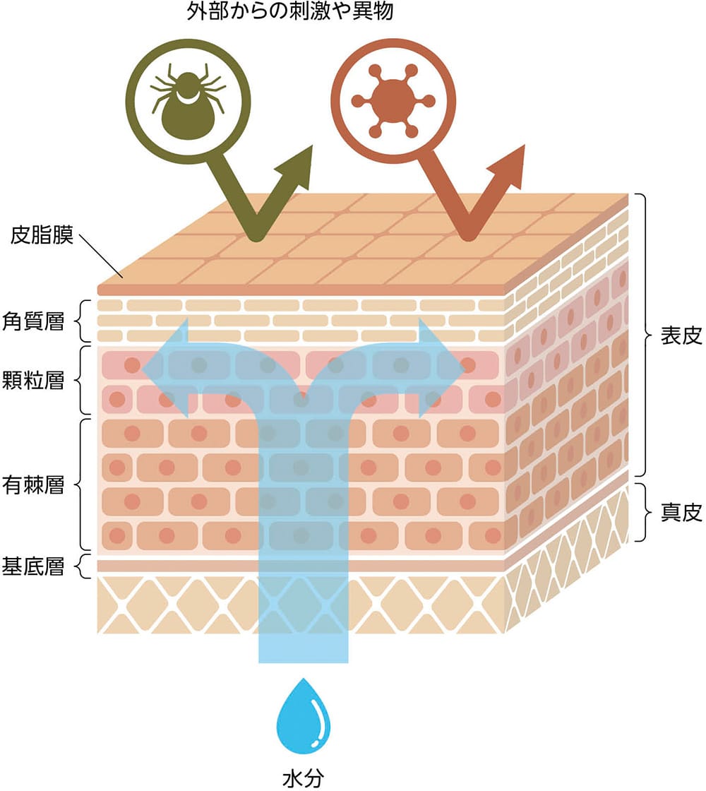 皮膚の断面図を示したイラスト。皮膚は「表皮」と「真皮」に分かれ、表皮部分はさらに「皮脂膜」「角質層」「顆粒層」「有棘層」「基底層」が分かれている。皮脂膜が外部からの刺激や異物を跳ね返している様子が描かれ、皮膚内部では水分が循環している青い矢印が描かれている。皮膚の保湿機能と防御機能を表現したイラスト。