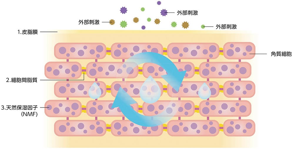 皮膚の構造を示したイラスト。バリア機能を担う「皮脂膜」、「細胞間脂質」、「天然保湿因子（NMF）」がそれぞれ役割を果たし、外部刺激から肌を守っている様子が描かれている。水分が循環し、外部からの刺激が皮膚に到達するのを防ぐ