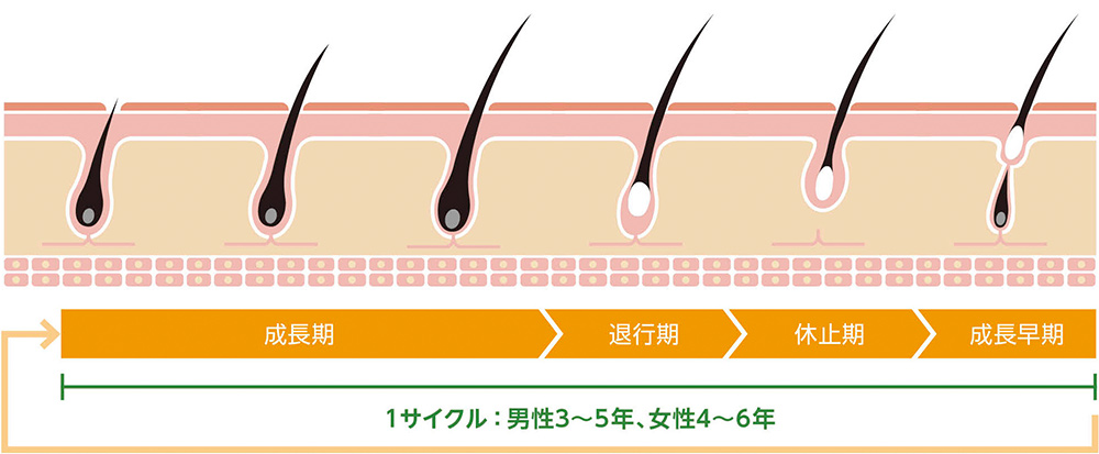 ヘアサイクルの説明図。詳細は上記。