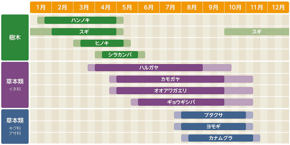 植物の種類（樹木、草本類-イネ科、草本類-キク科/アサ科）ごとの花粉飛散時期を月別に示したカレンダー。樹木: ハンノキは1月から5月頃まで、スギは1月から5月頃、10月から12月頃まで、ヒノキは3月から5月頃まで、シラカンバは4月から6月頃に花粉を飛散します。草本類（イネ科）: ハルガヤは3月から10月頃まで、カモガヤ、オオアワガエリは4月から11月頃まで、ギョウギシバは5月から11月頃に花粉を飛散します。草本類（キク科/アサ科）: ブタクサ、ヨモギは7月から10月頃まで、カナムグラは8月から11月頃に花粉を飛散します。