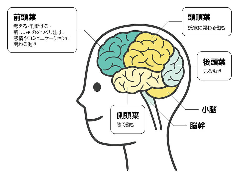 人の横顔のイラストに脳の各部位が色分けされ、役割が説明された図。前頭葉（考える・判断する・新しいものを作り出す、感情やコミュニケーションに関わる働き）、頭頂葉（感覚に関わる働き）、側頭葉（聴く働き）、後頭葉（見る働き）、小脳、脳幹の位置が示されている。