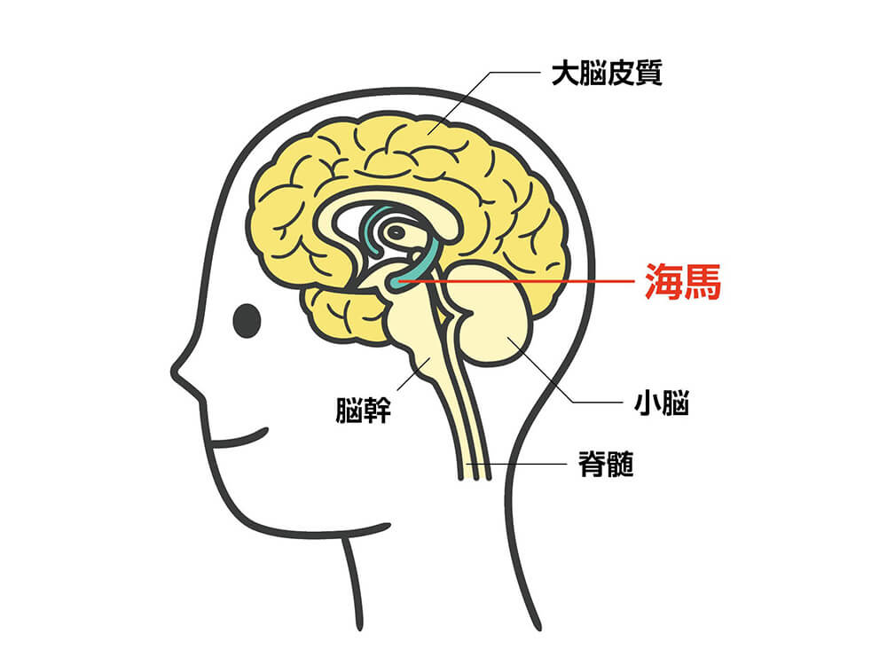 人の横顔の断面図。脳の構造を示すイラストで、「大脳皮質」「海馬（赤字で強調）」「脳幹」「小脳」「脊髄」の位置にラベルが付いている。